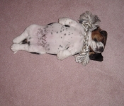 Puppy 007